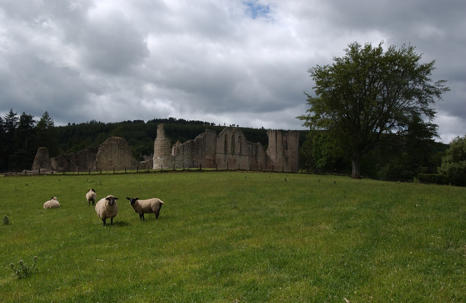 Sheep grazing in a green field with the ruins of a large stone castle in the background. The castle’s tall, weathered walls and arched windows stand against a backdrop of dark trees, beneath a cloudy, overcast sky.