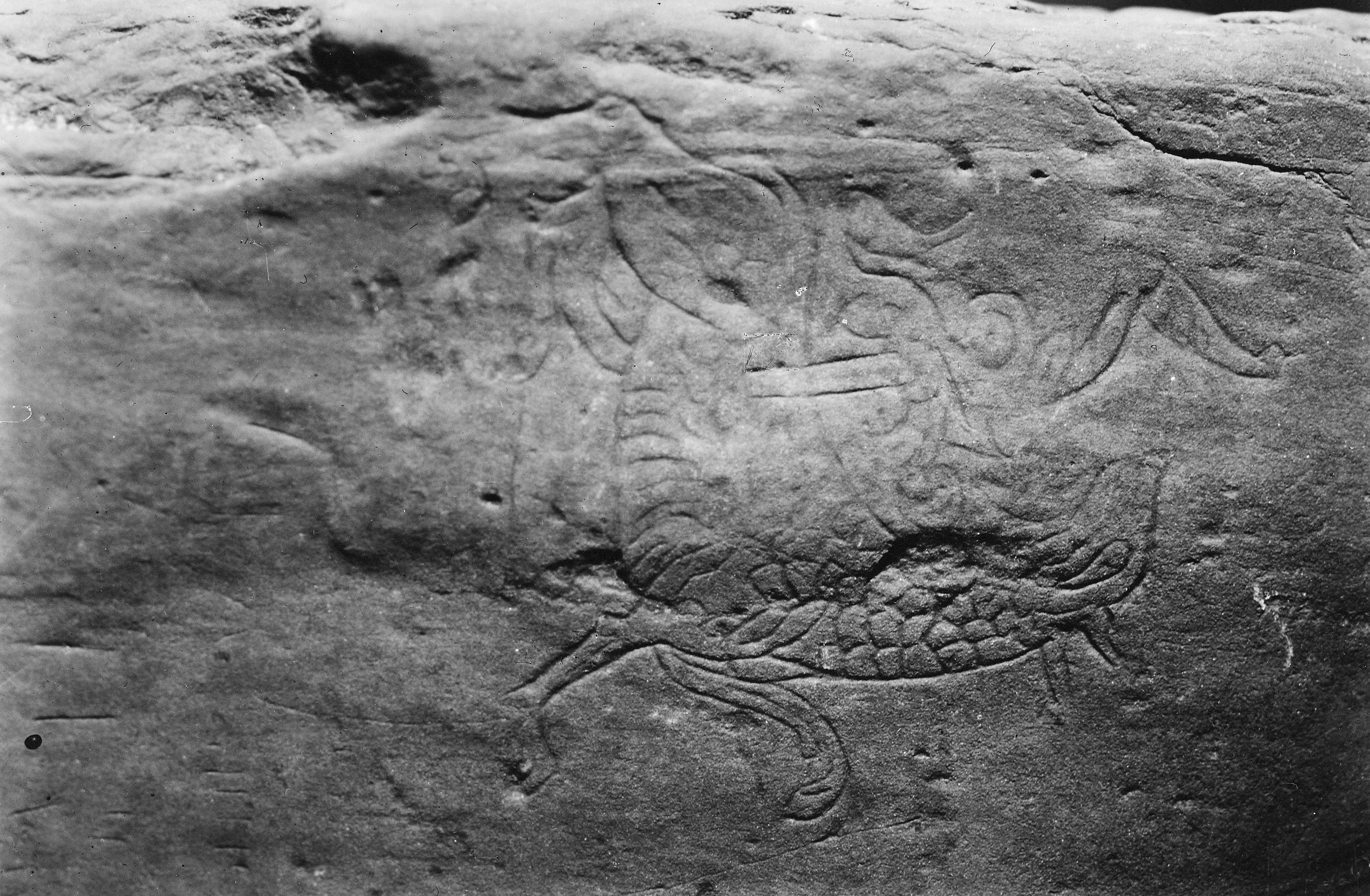 Engraving on a piece of stone showing a creature, possibly fish or dragon