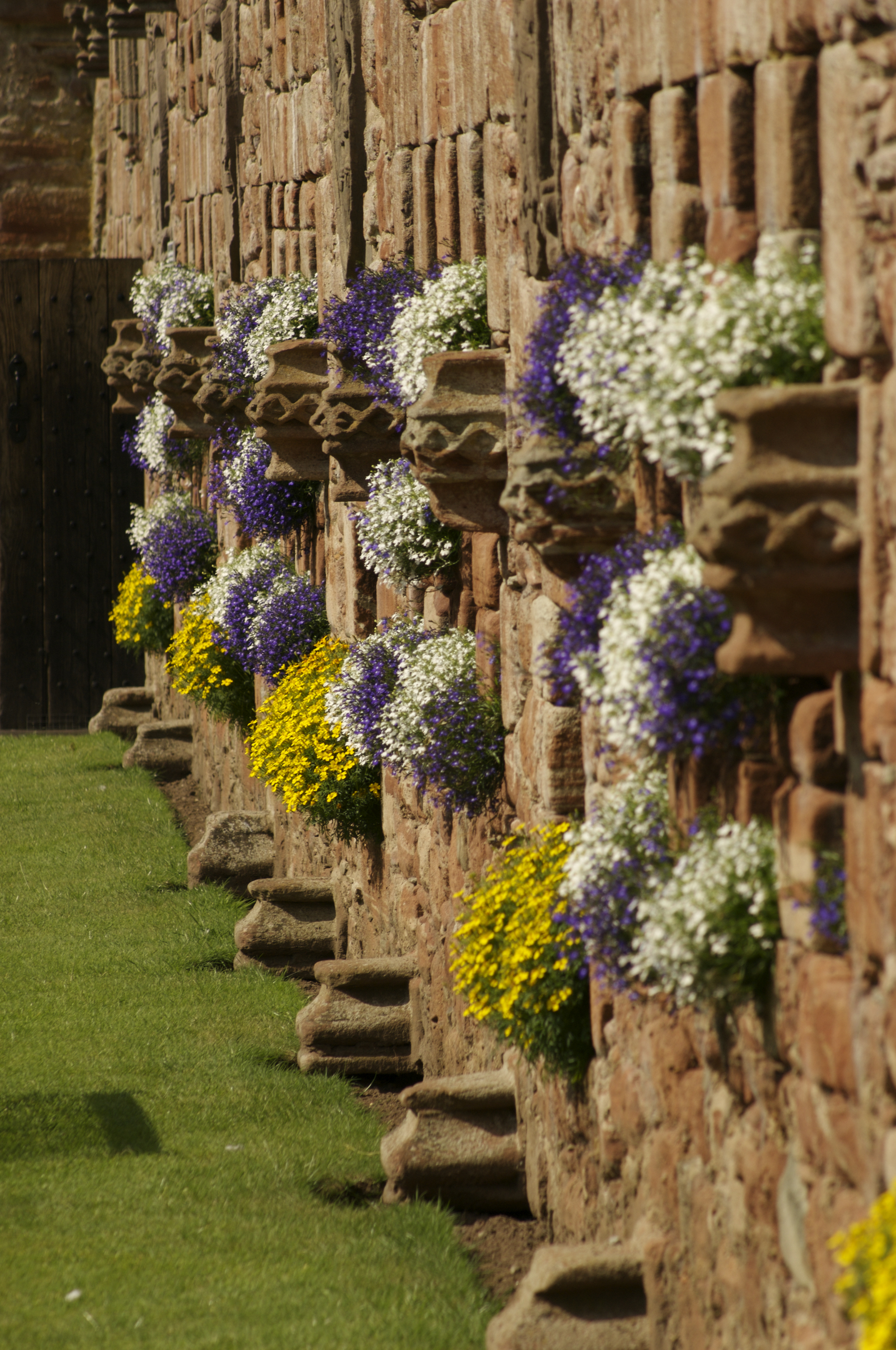 Colourful flowers on the stone walls of the Edzell Castle garden