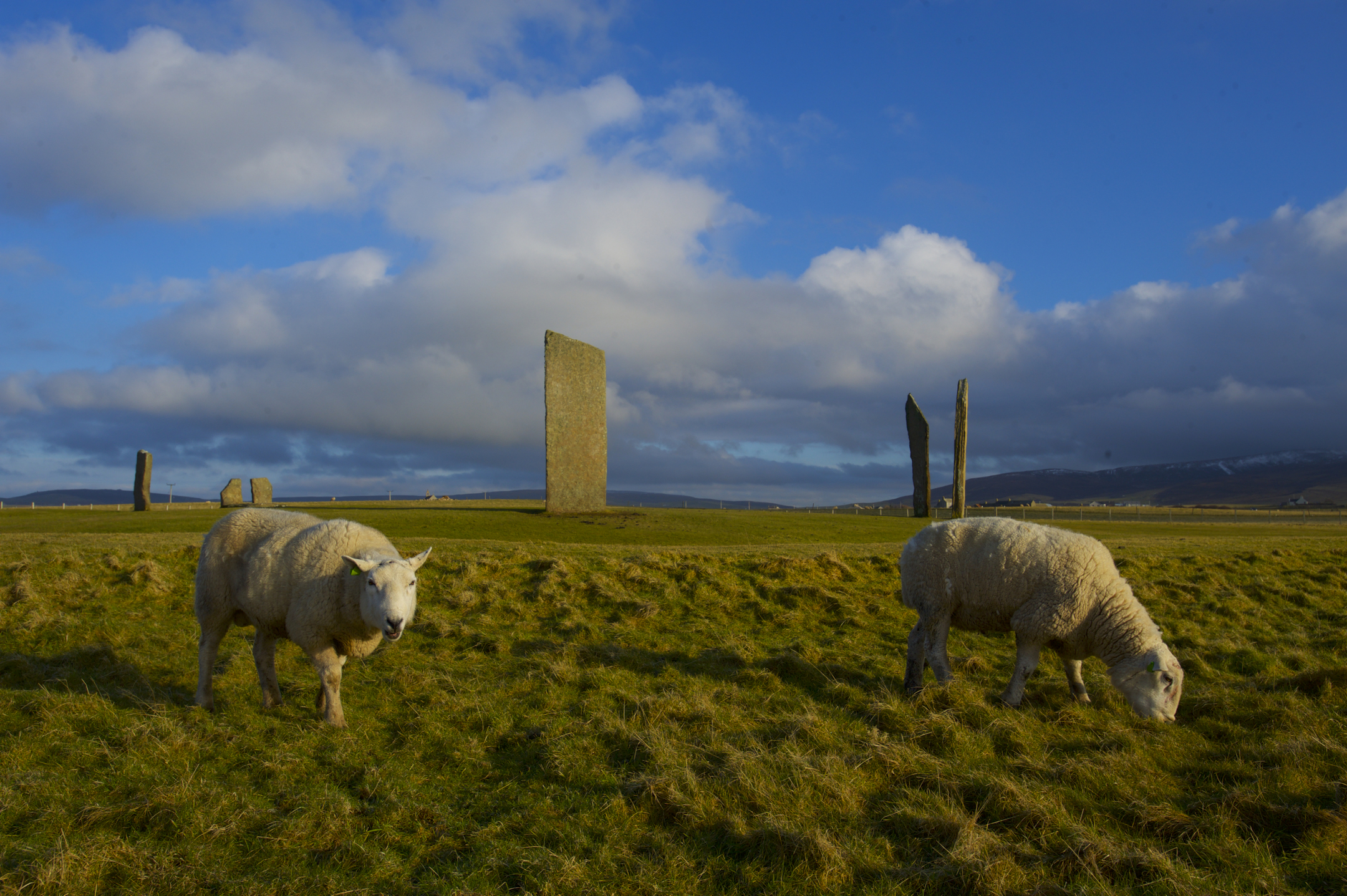 Sheep on the meadow at the tones of Stennes on a sunny day