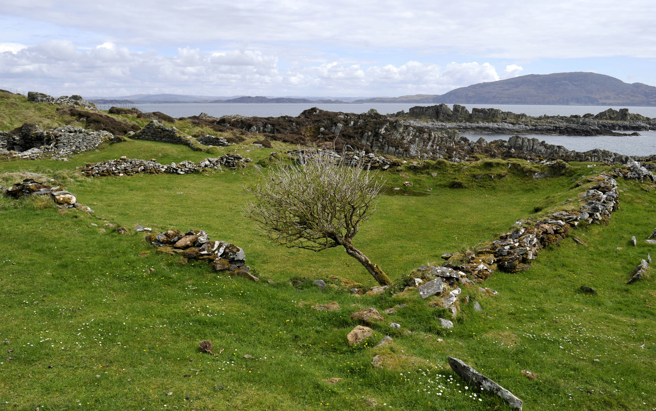 Small leafless tree growing among low stone walls of ancient ruins on green grass, with rocky shoreline and sea in the background.