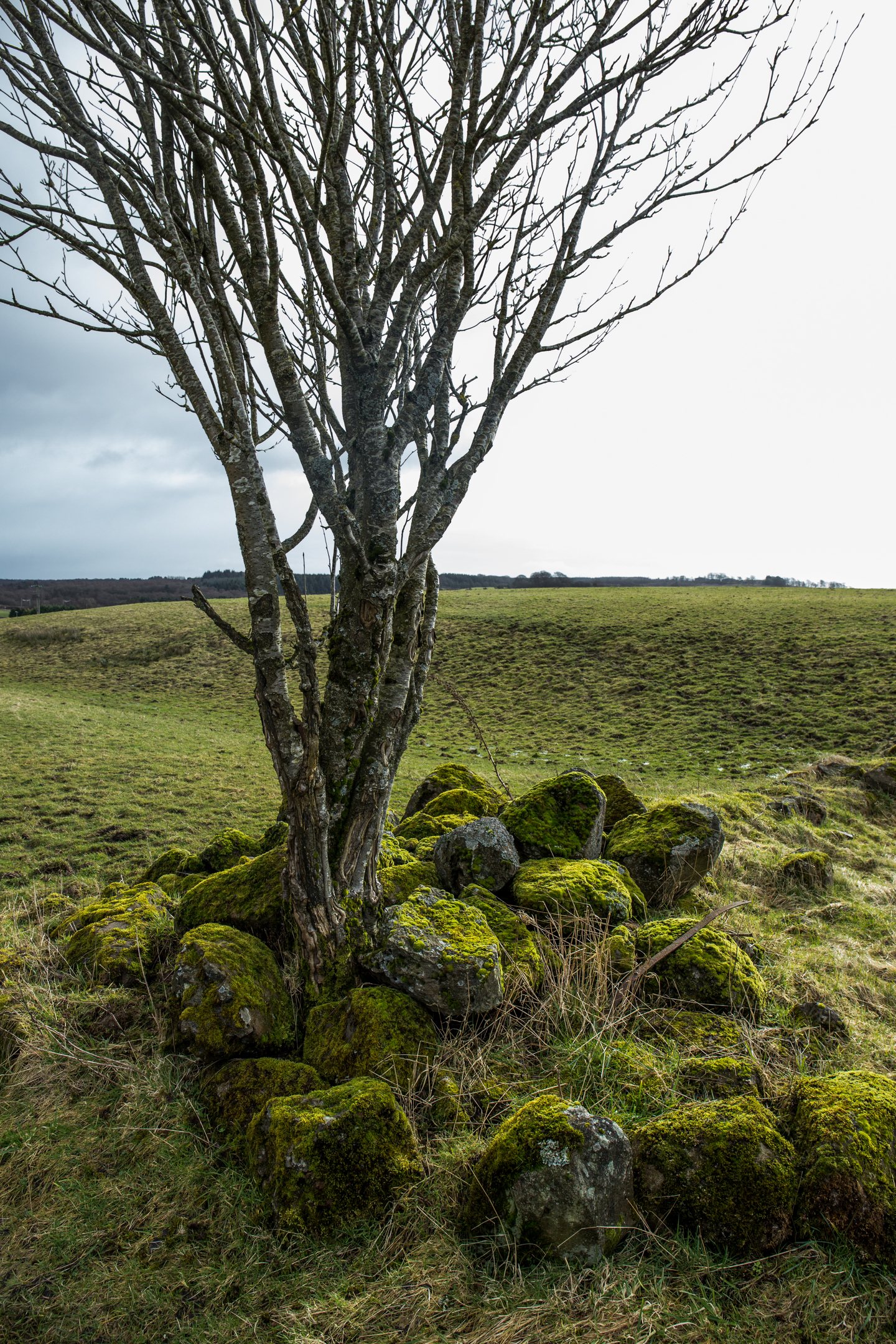 Portait view of a tree sticking out of a rocky little bumpy hill where Castlecary Hill Fort was.