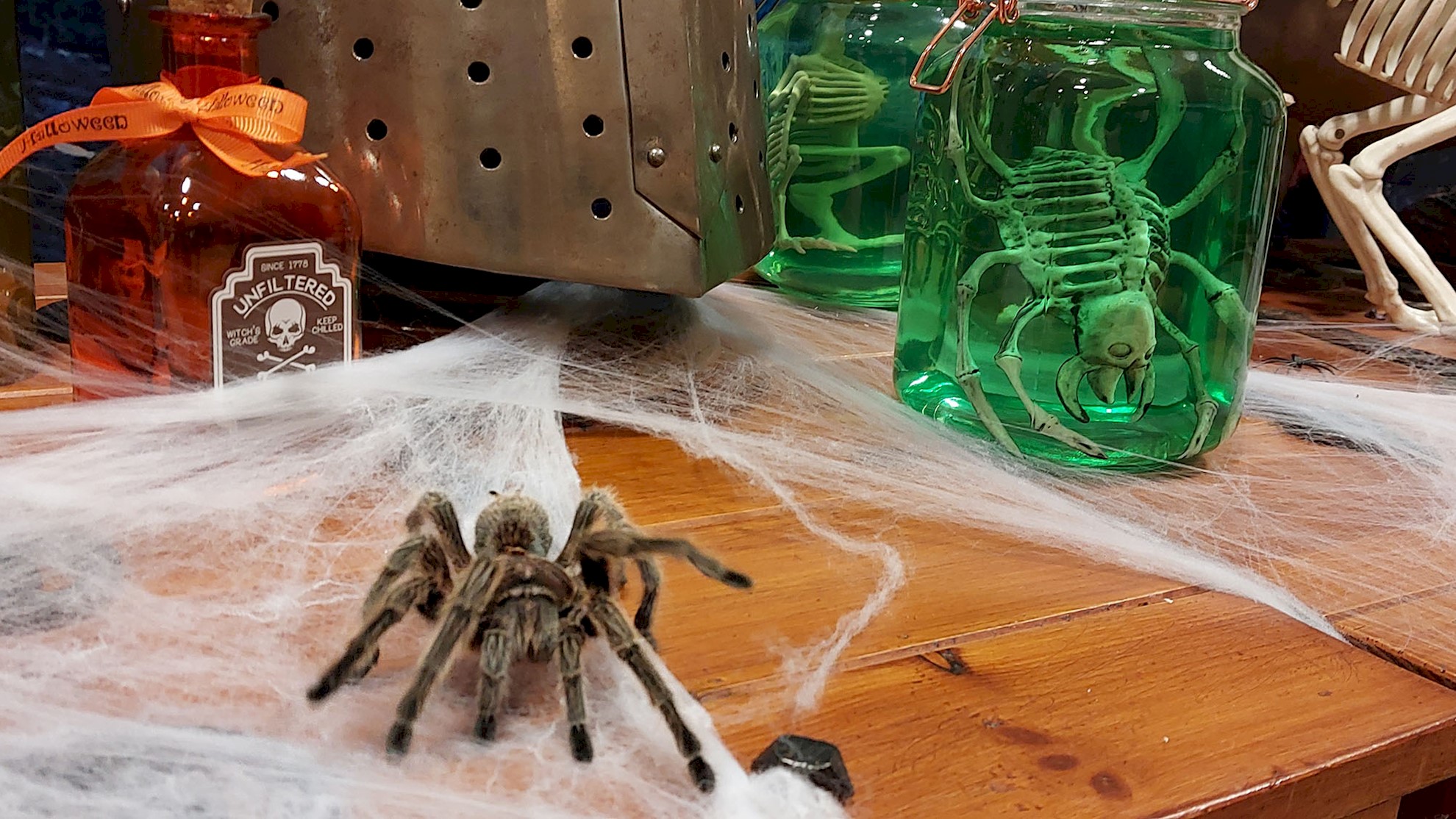 A desk set up with Halloween decorations: a tarantula on web, a bottle of poison and a skeleton of a bug in a jar.