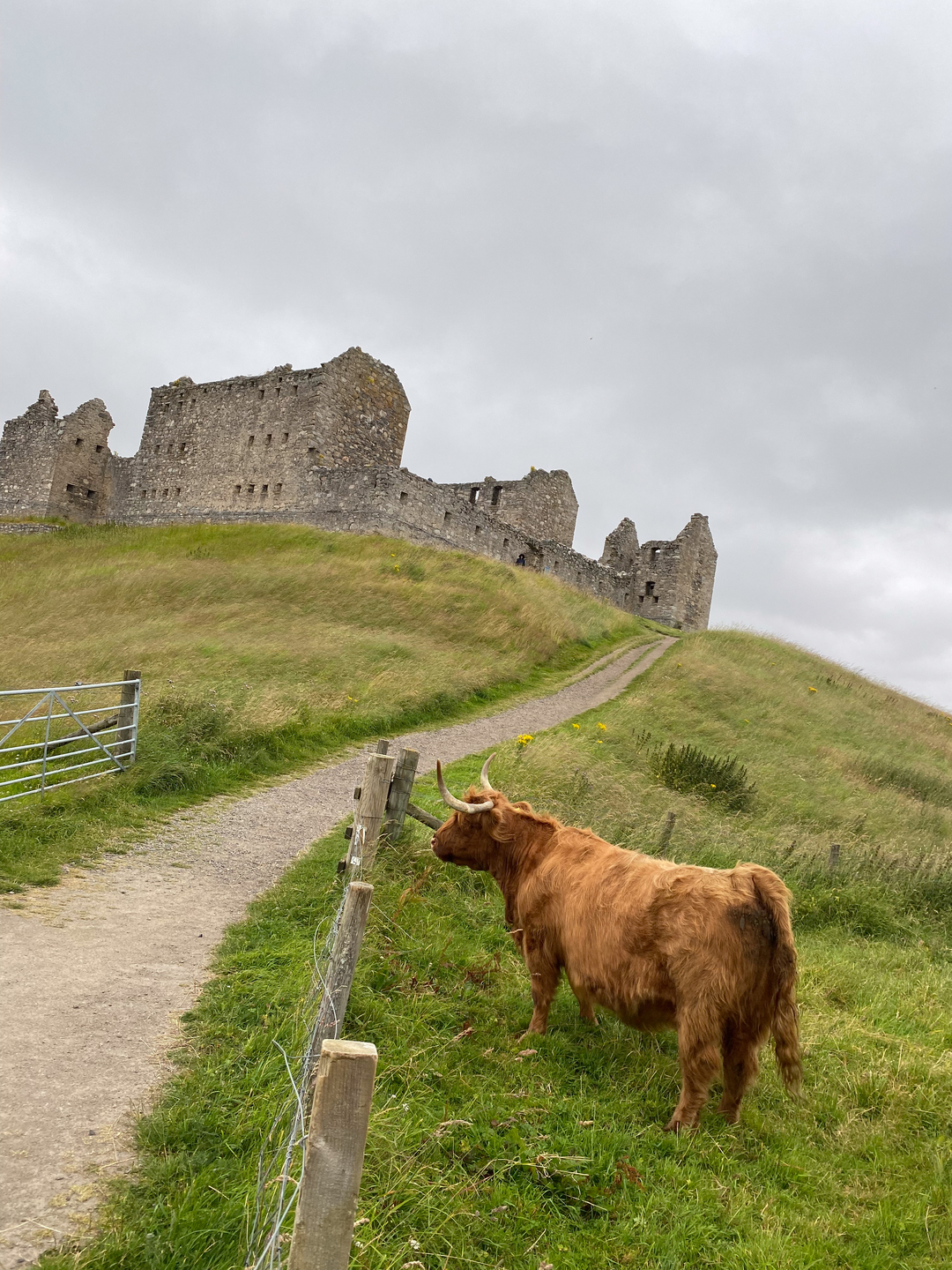 A path leading up to a historic stone building on top of a hill. There is grass either side of the path, there is a cow to the right of the path.