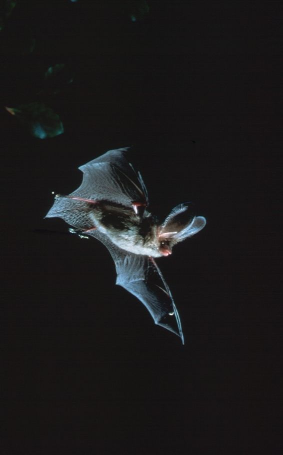 A bat flying at night set against a dark night backdrop.