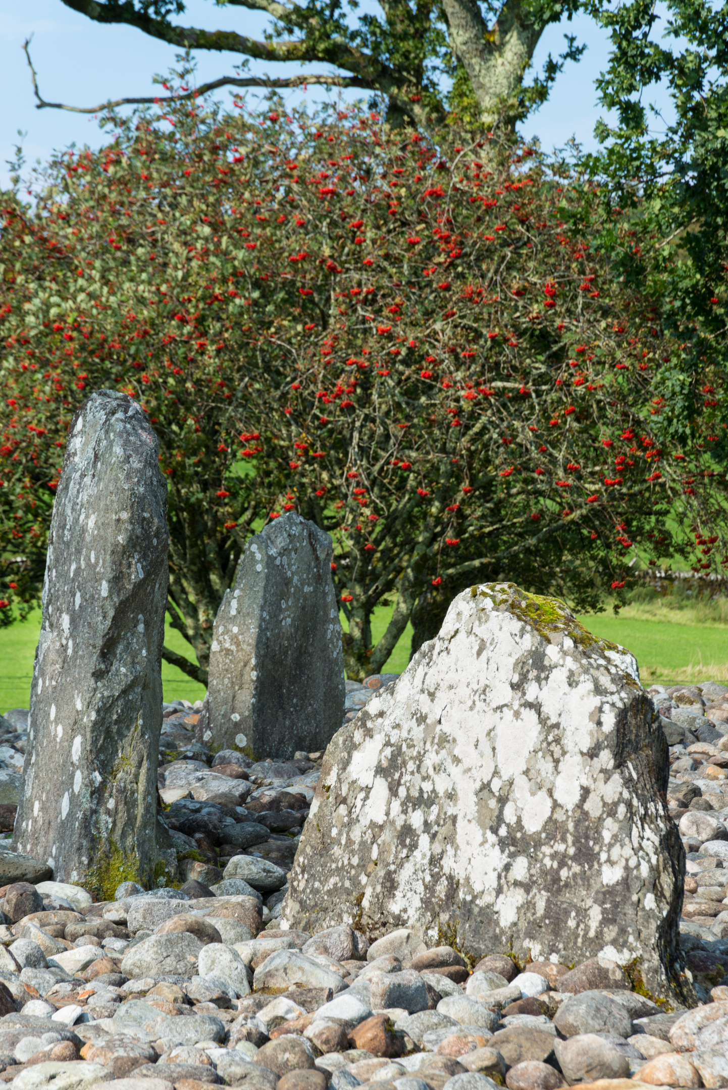 A close-up of several upright stones within Temple Wood Stone Circle, rising from a bed of rounded pebbles. The stones are mottled with lichen. Behind them is a tree full of red berries and a grassy field beyond.