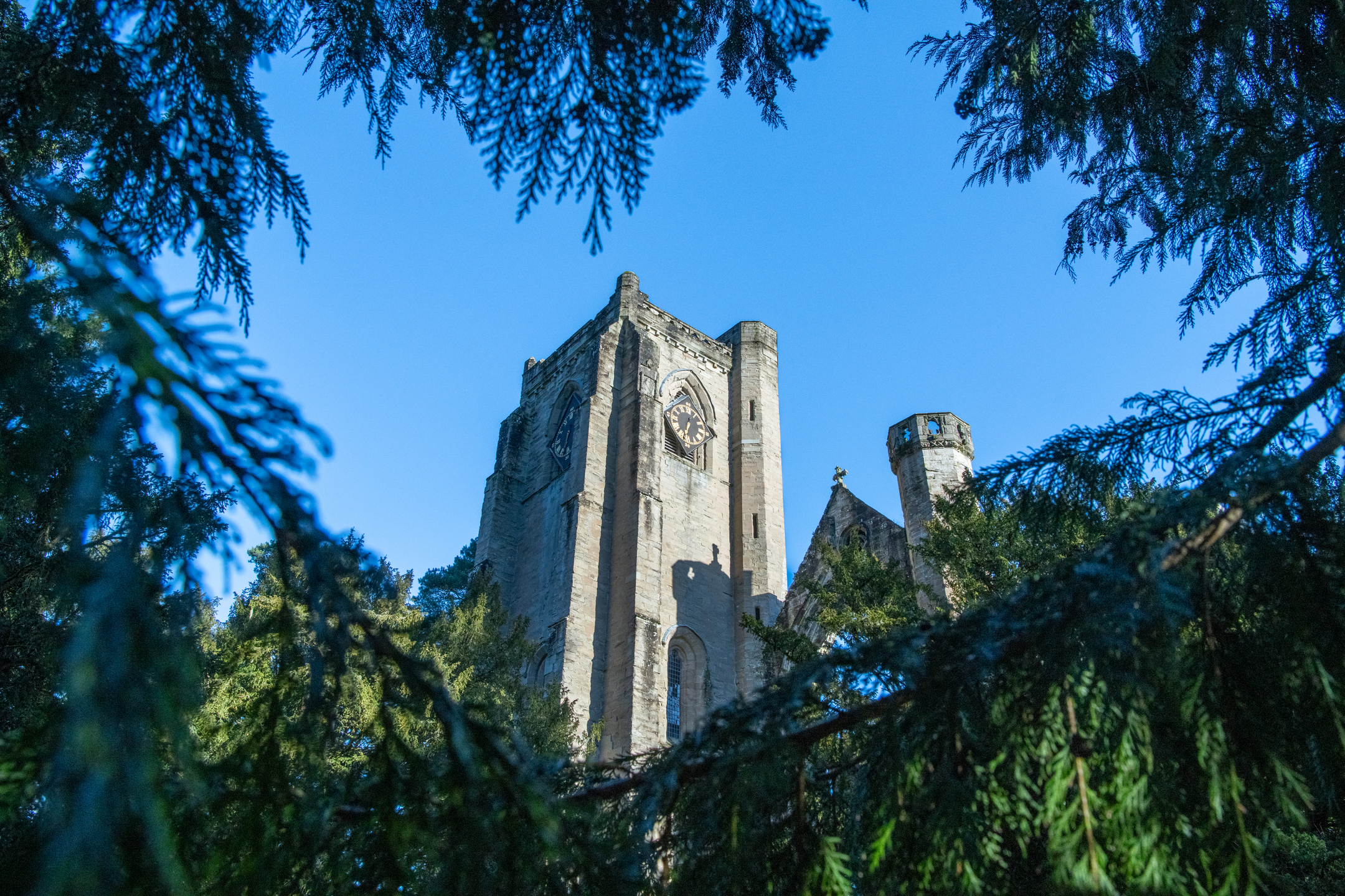 Evergreen trees framing a stone cathedral tower with ornate windows and masonry.