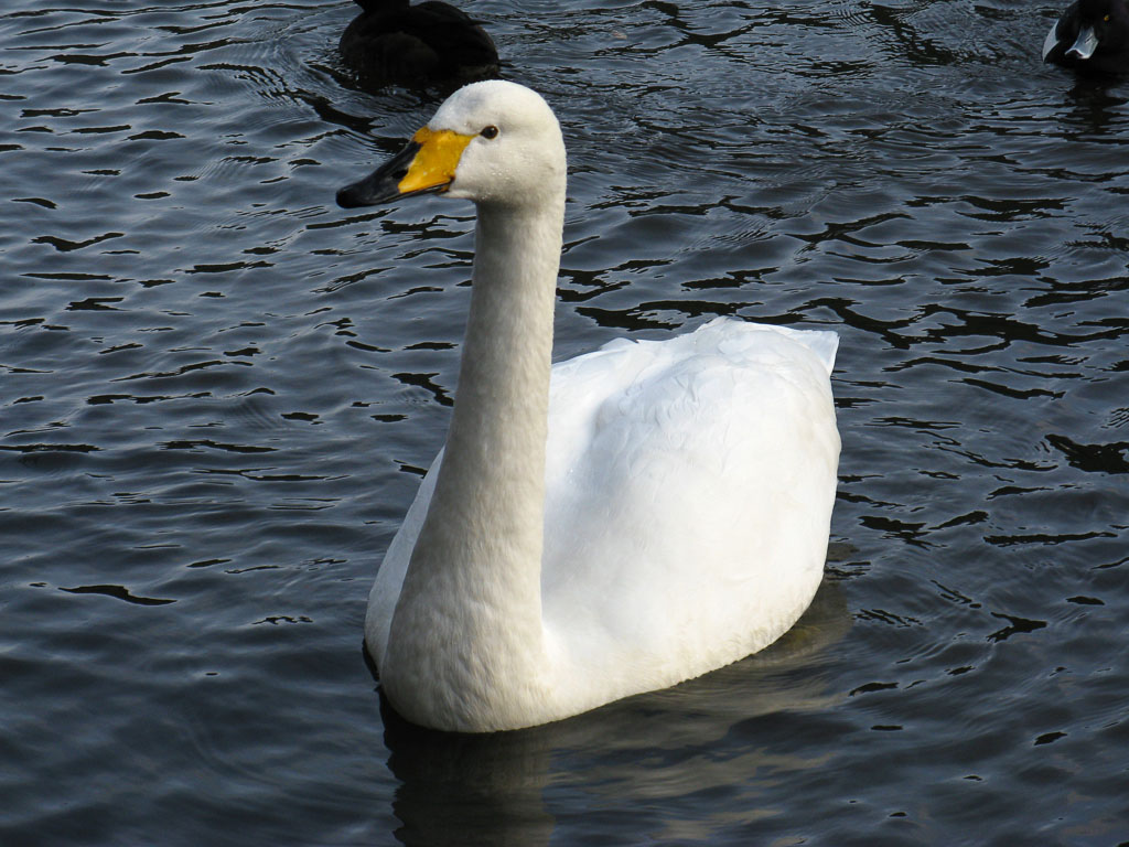 A single white swan with a black and yellow beak is swimming in water.