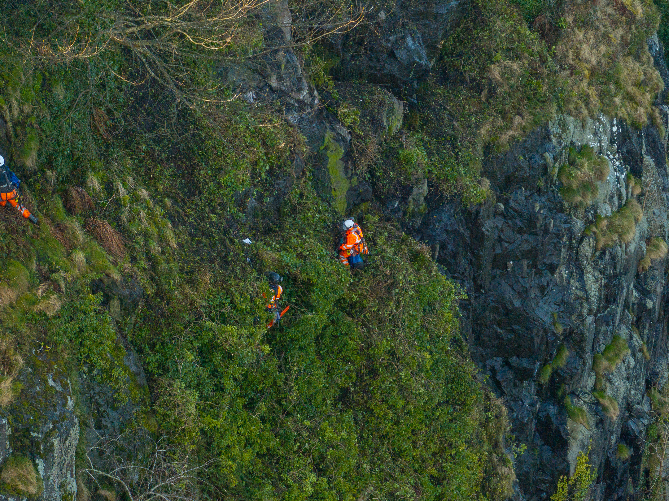 A group of workers abseiling down Dumbarton Rock as part of conservation work. Their orange hi-vis jackets stand out against the green shrubbery and foliage that clings to the rock.