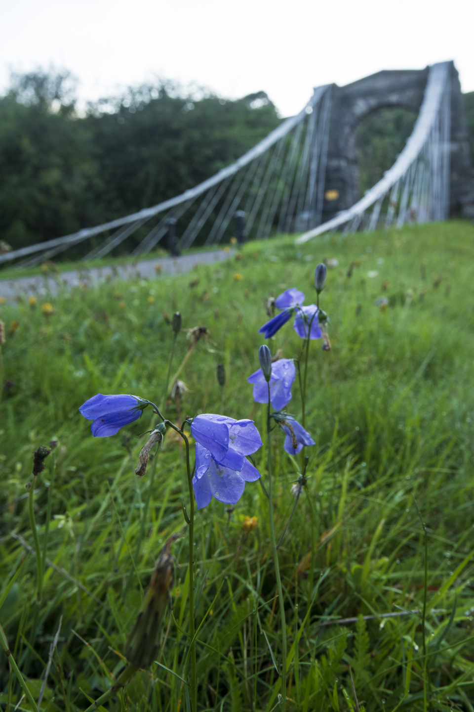 A couple of purple flowers amongst a grass landscape. There is the beginning of a large bridge in the background, with a stone arch above it. 