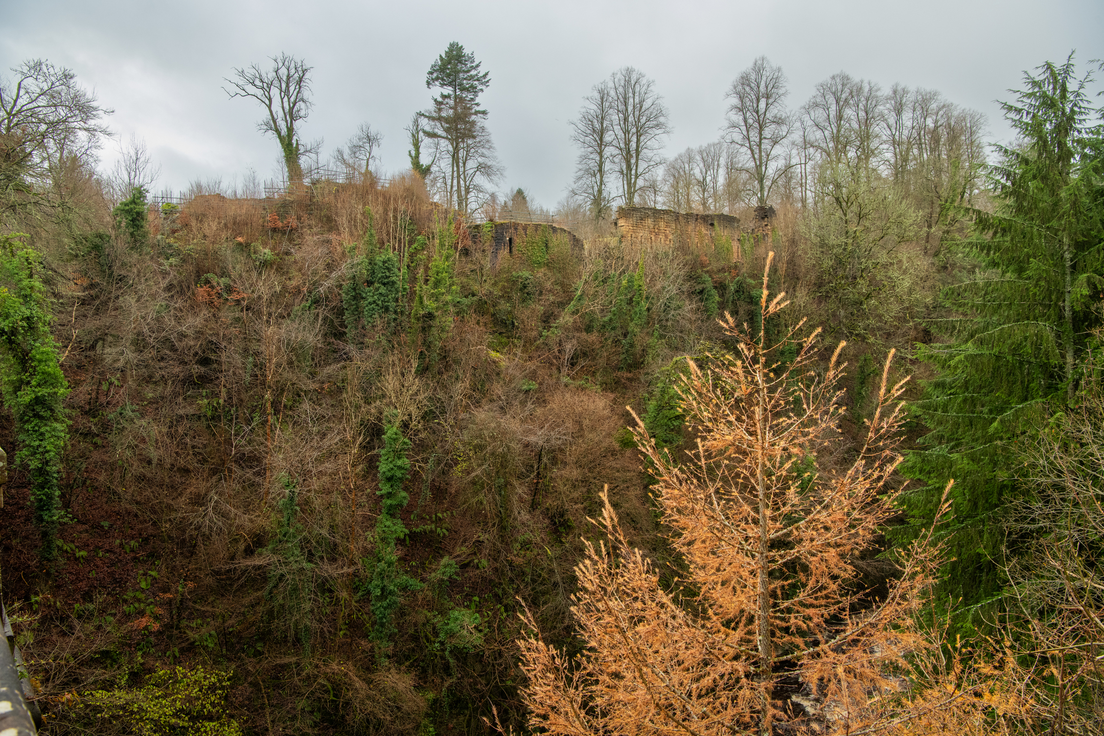 The ruins of castle hidden among a mixture of evergreen and deciduous trees. 