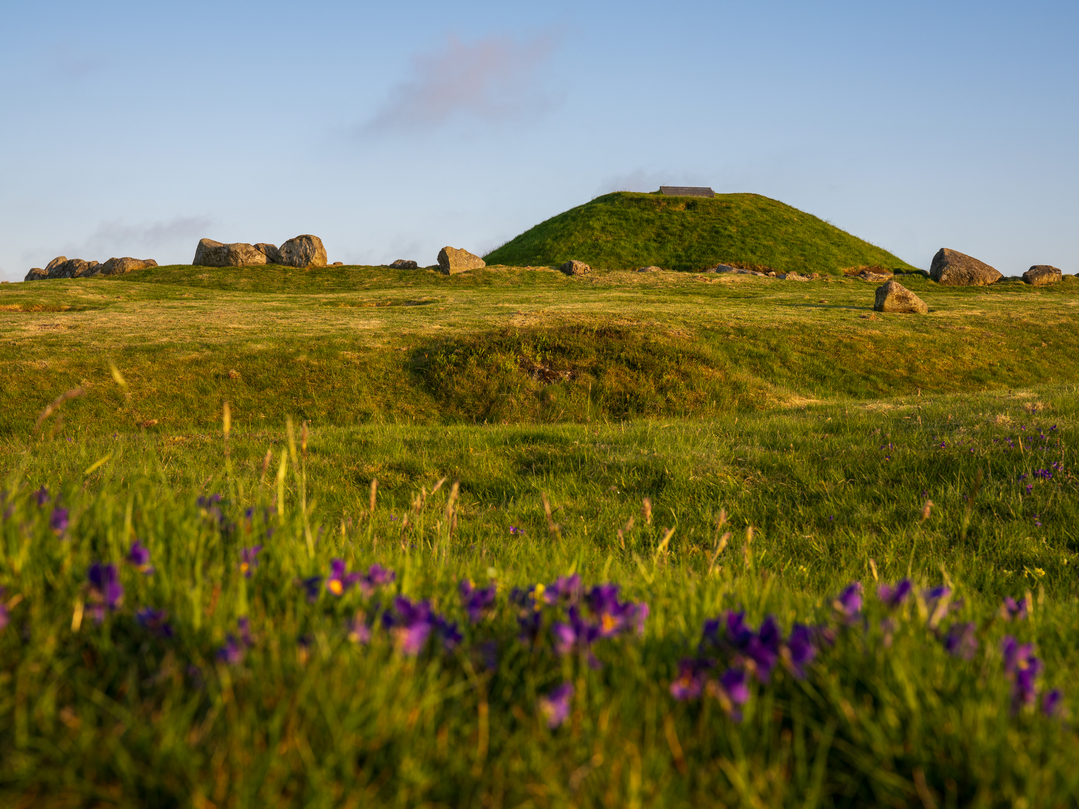 Purple flowers in the foreground of a low angle view of a grassy mound with stones around it